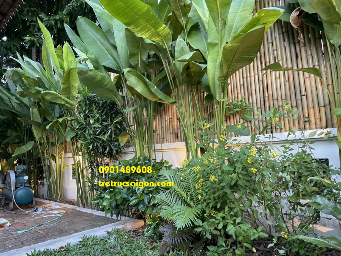 hình ảnh thi công tre bình chánh 7