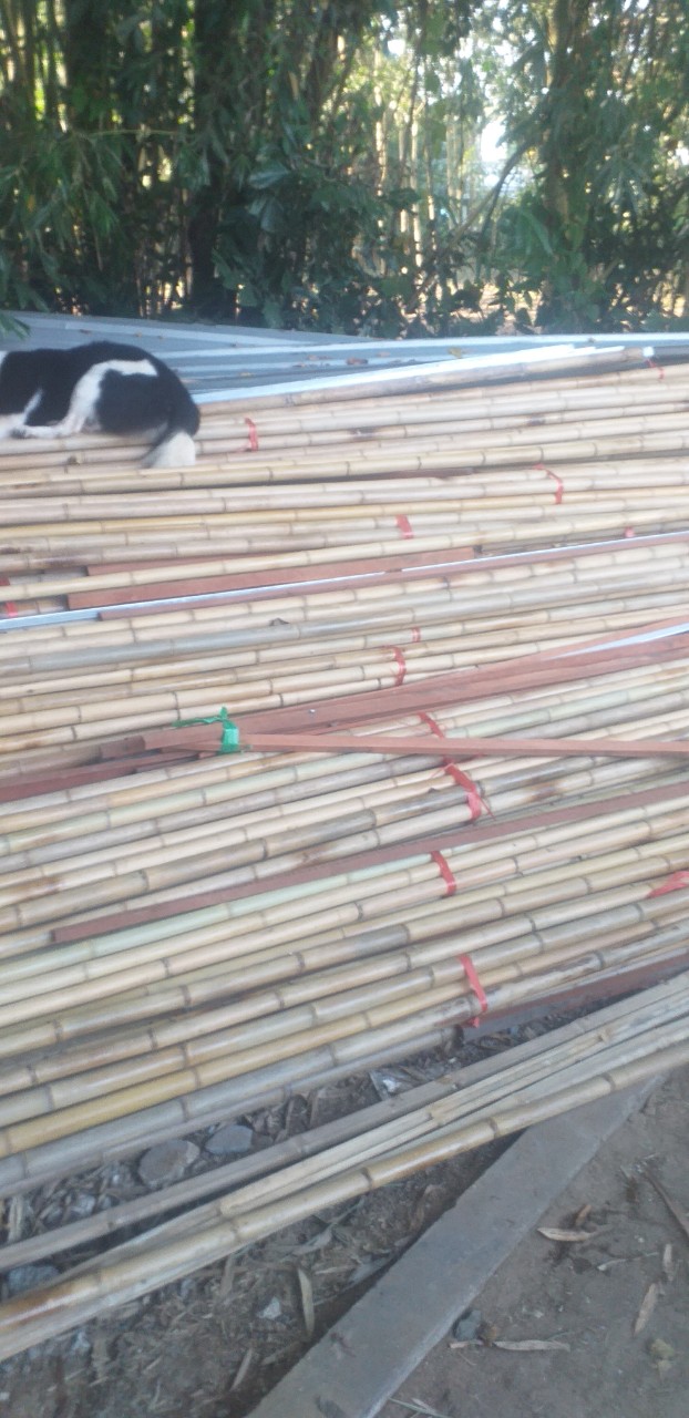 mua Cây trúc tphcm 