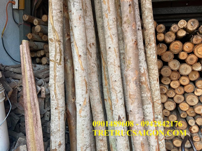 CÂY CHỐNG BẠCH ĐÀN TPHCM 1