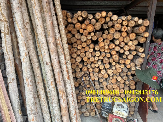 CÂY CHỐNG BẠCH ĐÀN TPHCM 2
