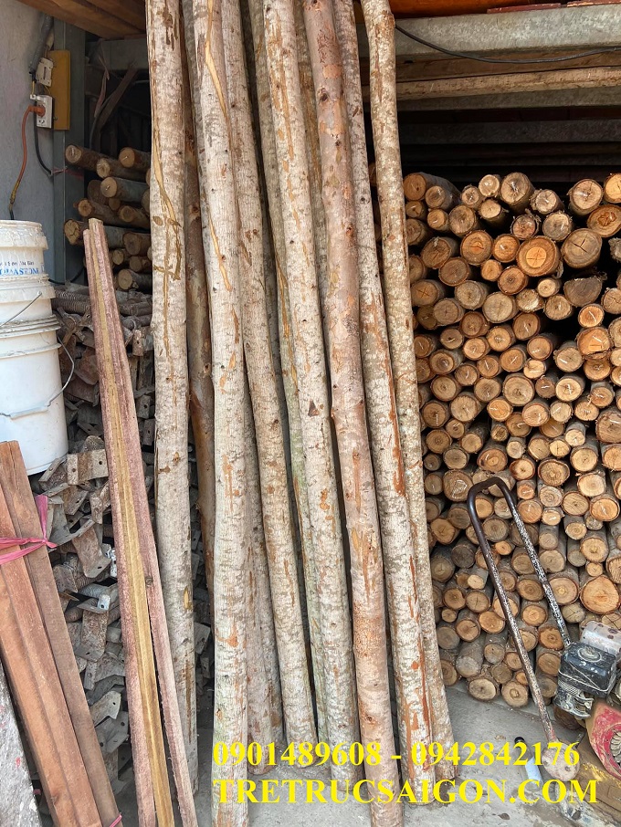 CÂY CHỐNG BẠCH ĐÀN TPHCM 4