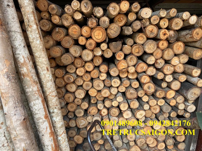CÂY CHỐNG BẠCH ĐÀN TPHCM 5
