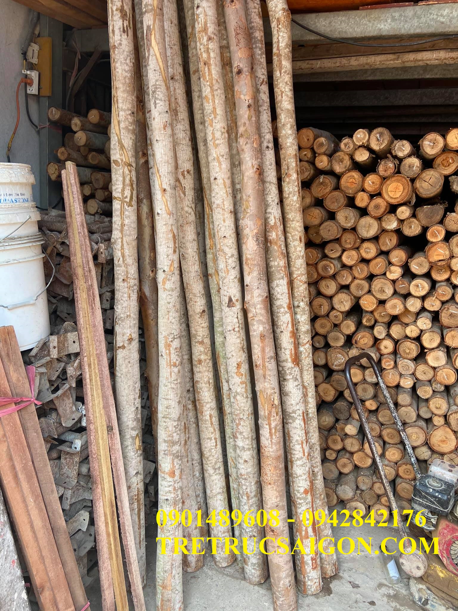 CÂY CHỐNG BẠCH ĐÀN TPHCM 6