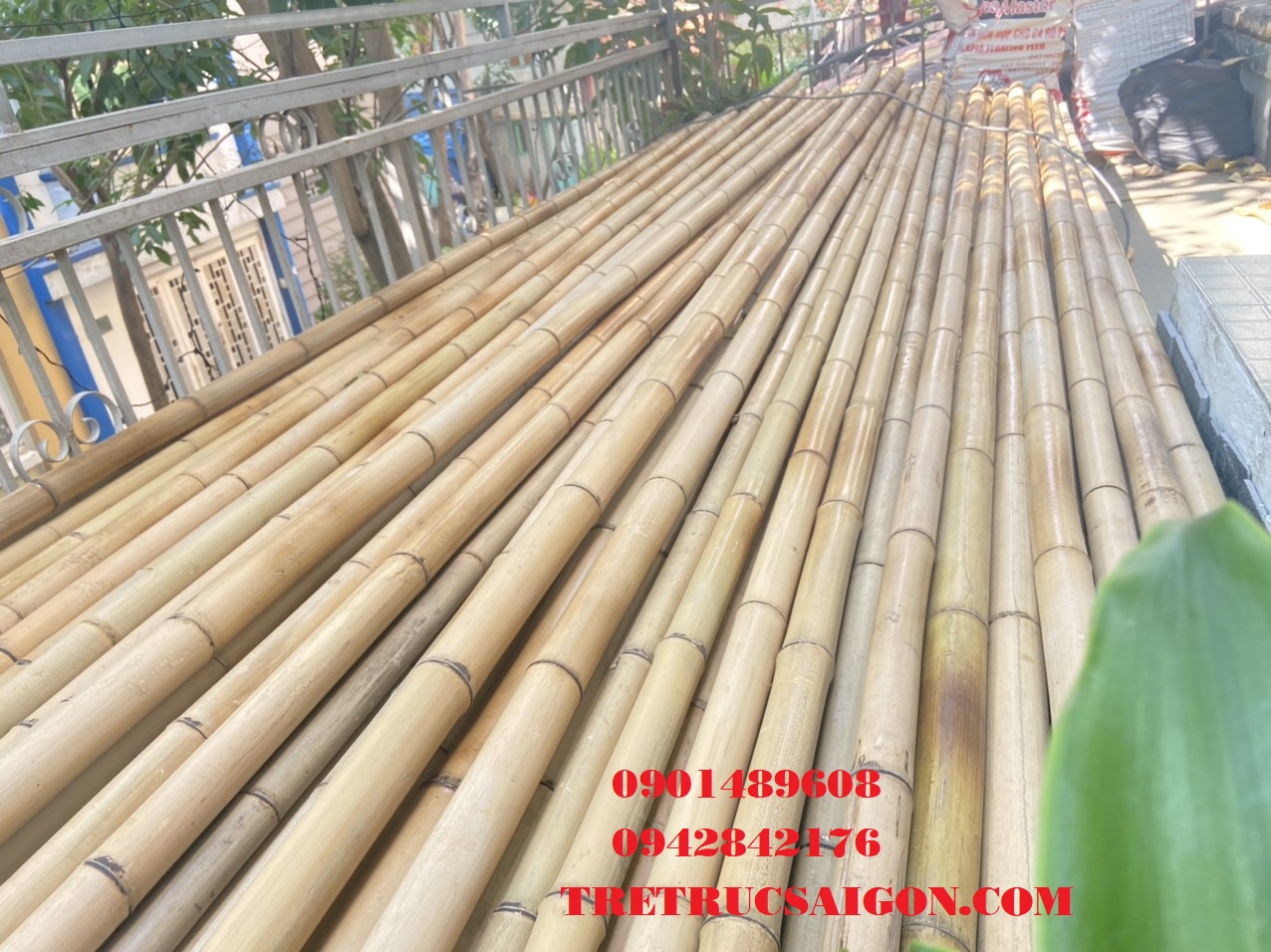 cây trúc khô đẹp 