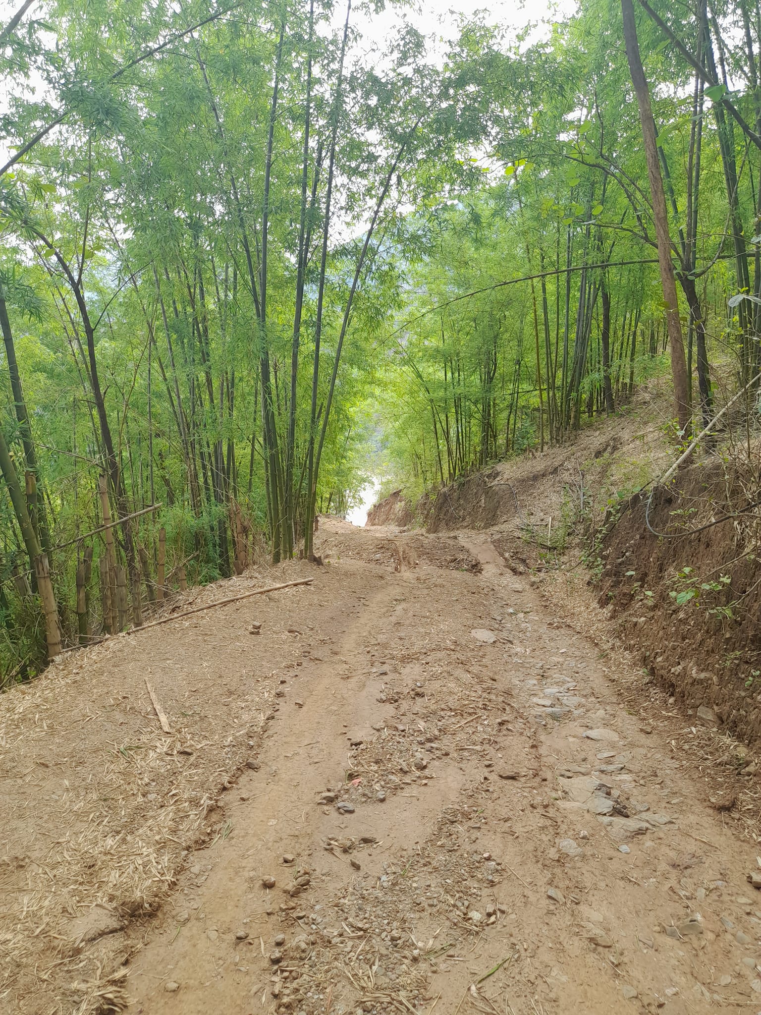 cây tre tươi 1