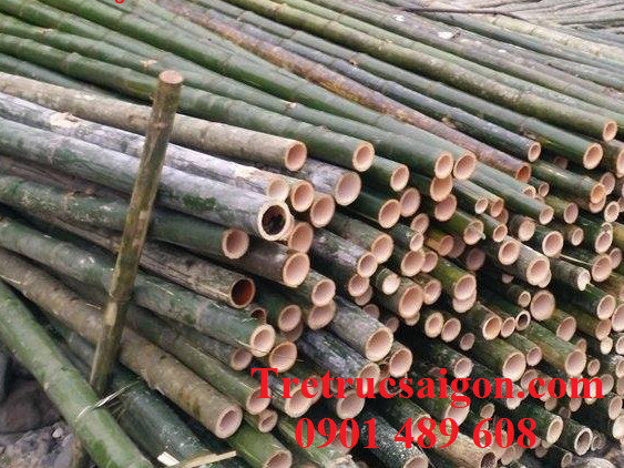 cọc tre làm giàn
