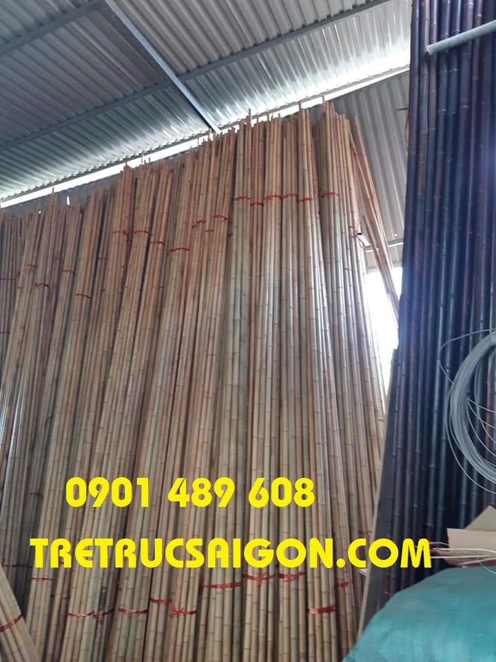 cay-truc-op-tuong-binh-dương