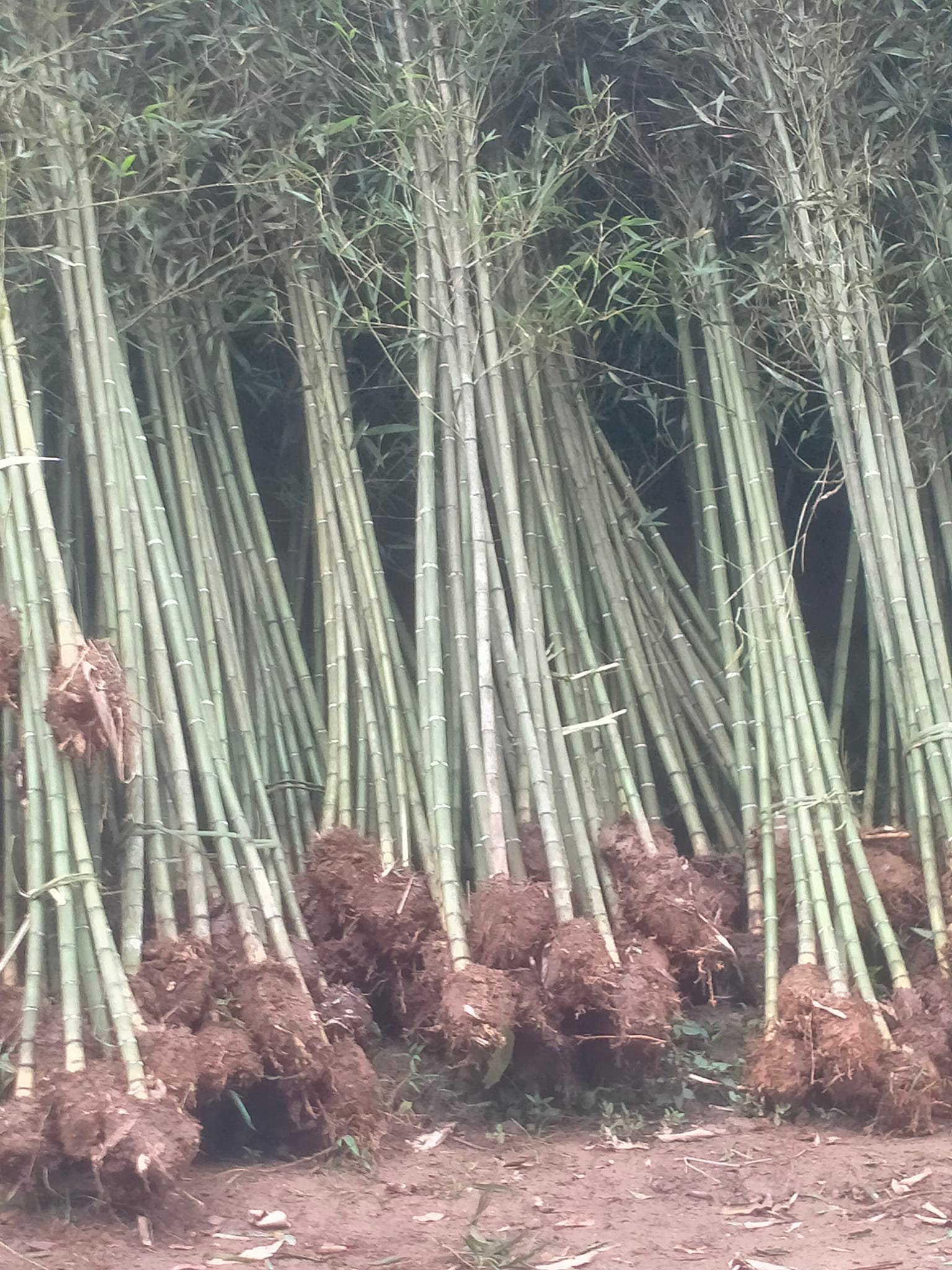 gốc trúc cao bằng 1