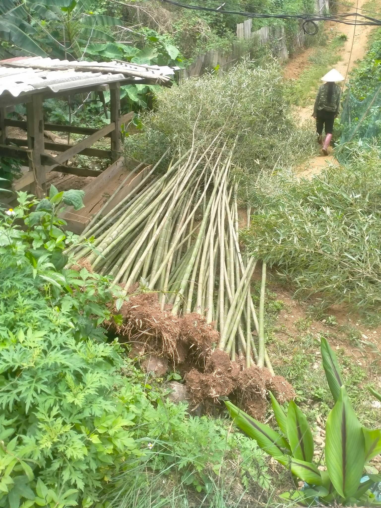 gốc trúc cao bằng 2