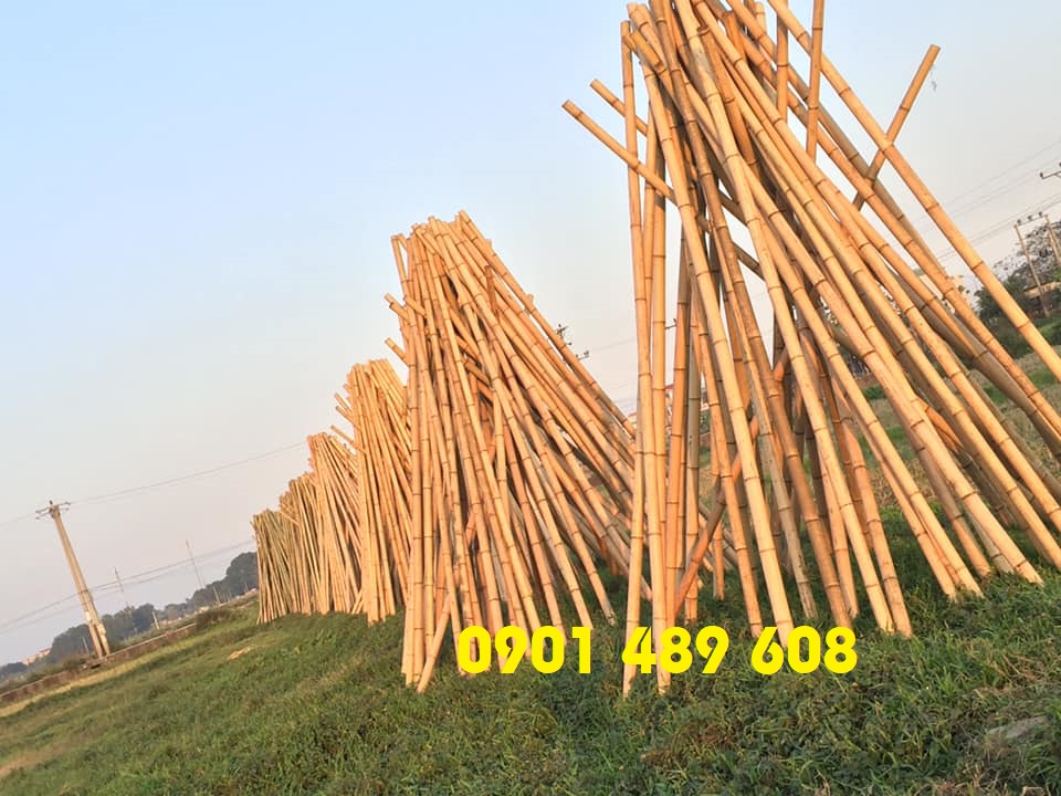 hinh-anh-tre-truc-sai-gon 1
