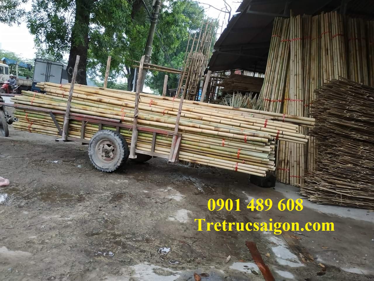 mua cây tre trúc khô tphcm 