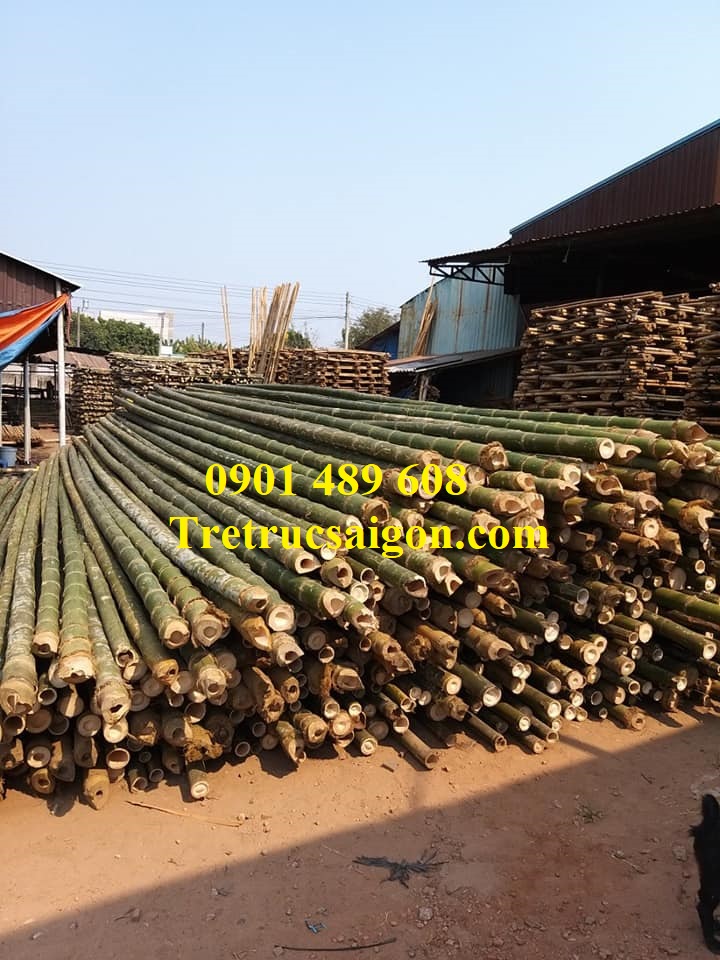 mua cây tre tphcm 4