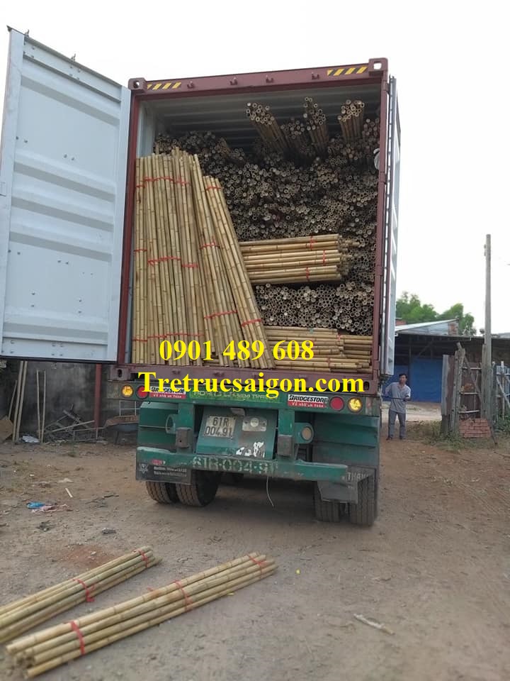 mua cây tre tphcm 5