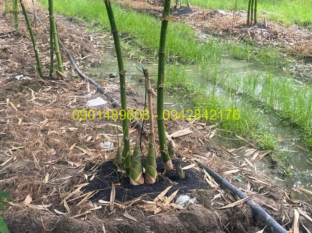 lợi ích của tre gai