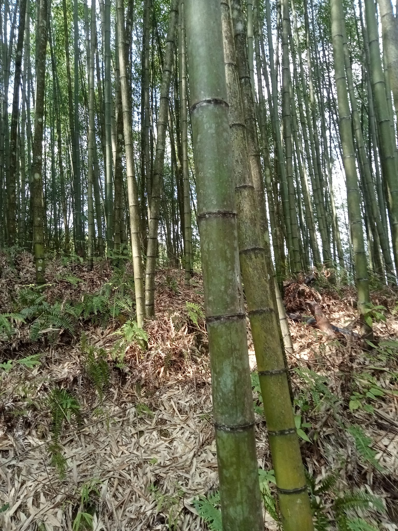 sào trúc cao bằng 1