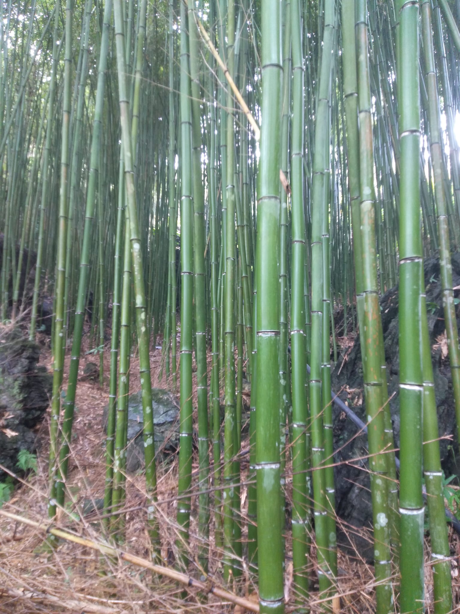 sào trúc cao bằng 2