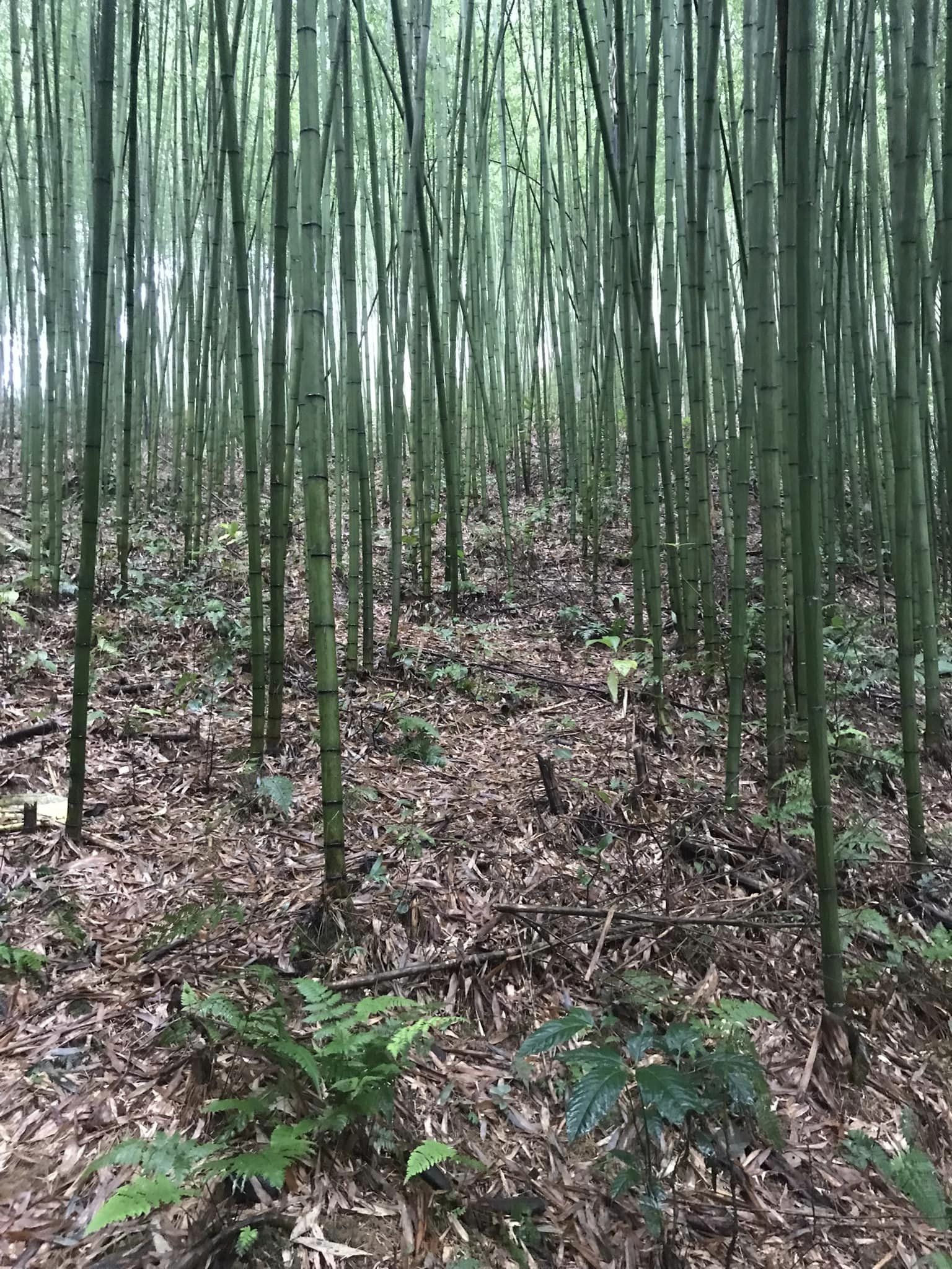 trúc cao bằng 1