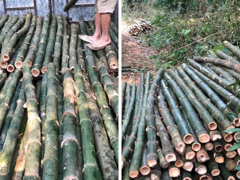 tre gai nguyên liệu
