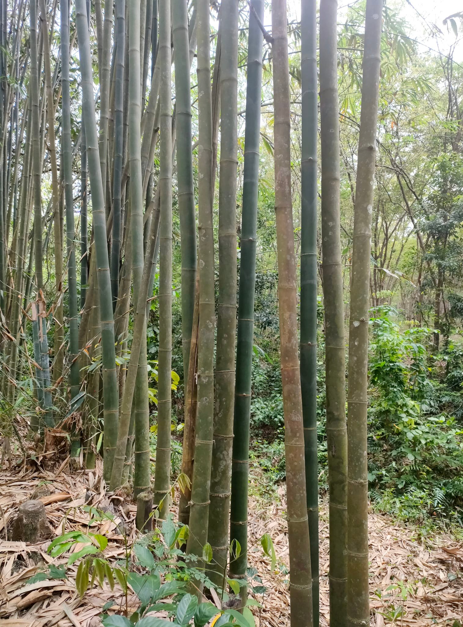 ưu điểm cây tre 2