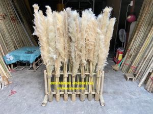 Bông cỏ lau trang trí hcm