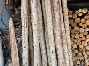 BÁN CÂY CỪ BẠCH ĐÀN,CÂY CHỐNG TẠI TPHCM