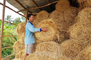 CUNG CẤP RƠM CUỘN TẠI TPHCM