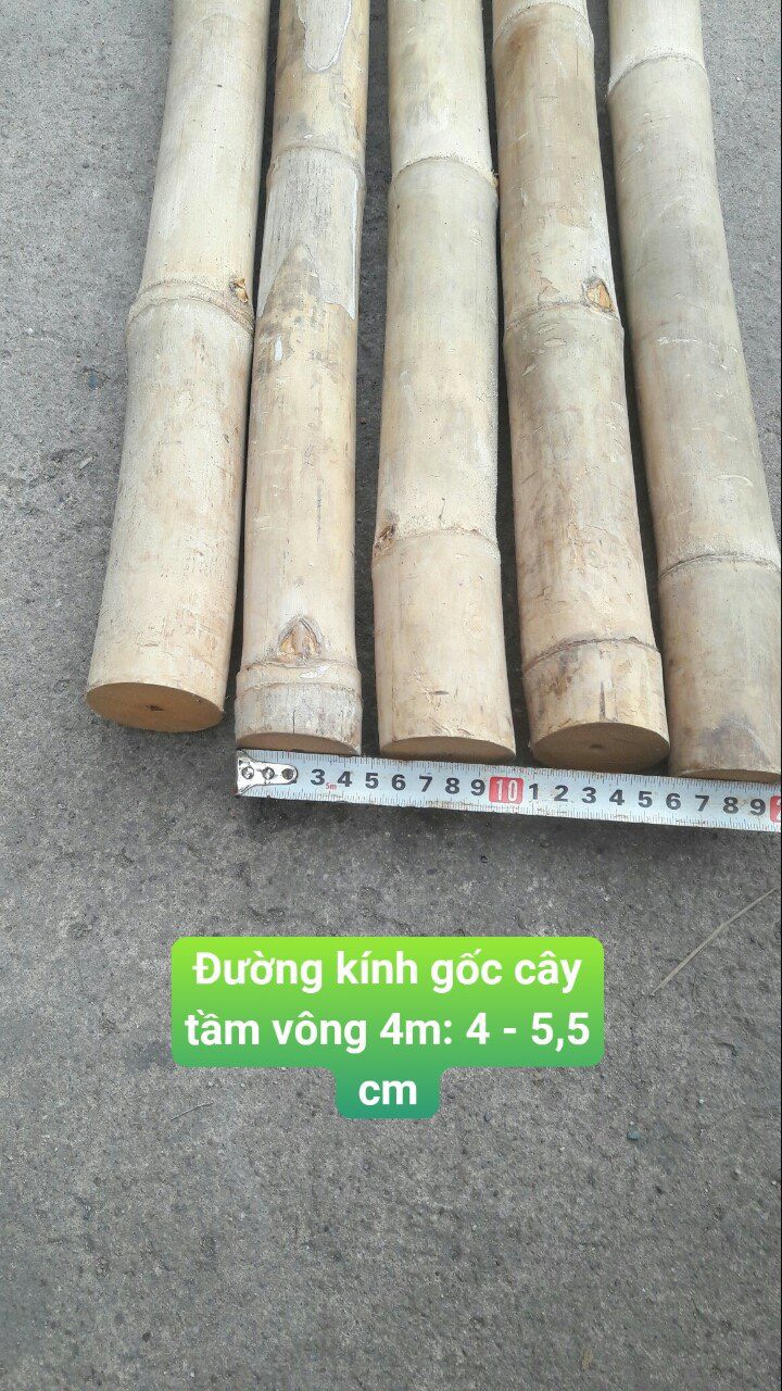 tre tầm vông