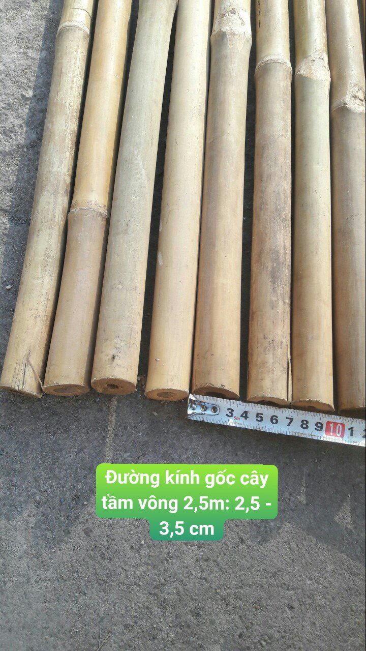 tre tầm vông
