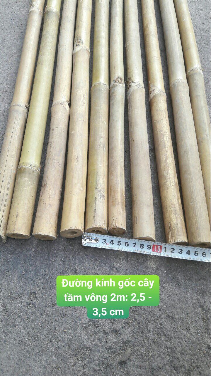tre tầm vông