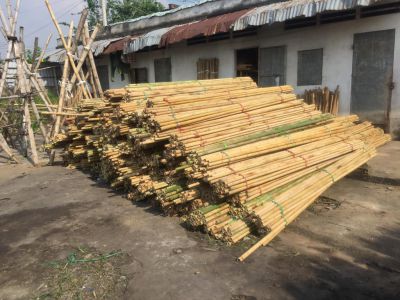 cây tre trúc bình chánh