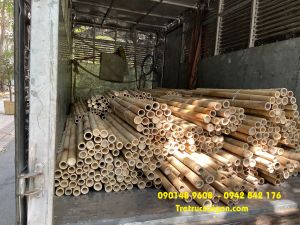 tre trúc thủ đức