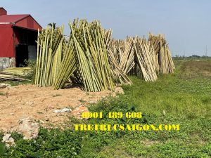 tăng tuổi thọ tre