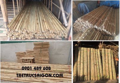 cây trúc trang trí quận 12