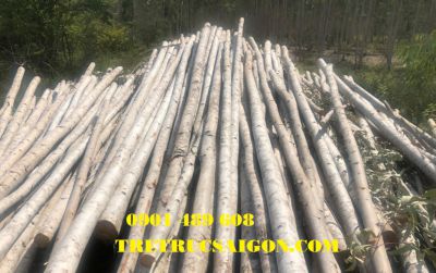 cây cừ bạch đàn