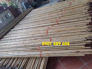 cây trúc ốp tường tphcm