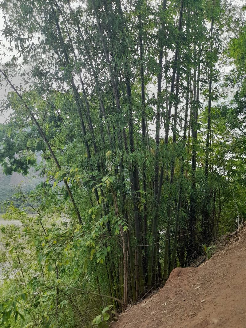 Cây tre tươi - mẫu cây tre tươi từ rừng