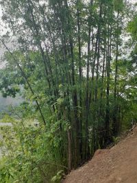 cây tre tươi
