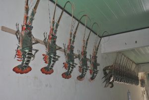 Tôm hùm mỹ nghệ