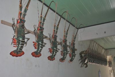 Tôm hùm mỹ nghệ