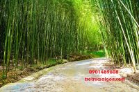 cây sào trúc cao bằng