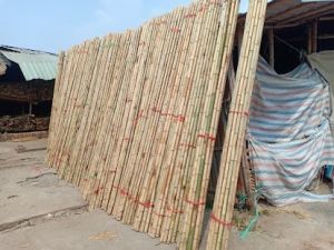 cây tre củ chi