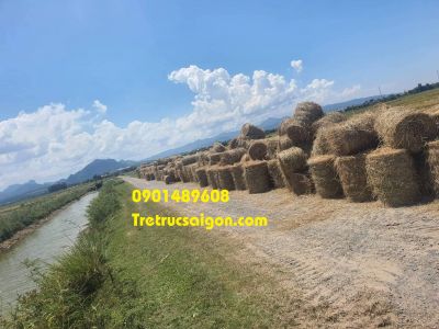 địa chỉ bán rơm