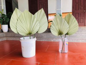 lá cọ tranh trí