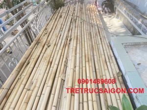 mua cây tre bình dương