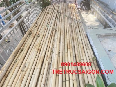 mua cây tre bình dương