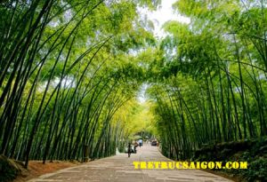 các loại tre trúc