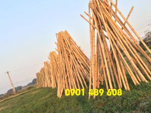 hình ảnh cây tre trúc