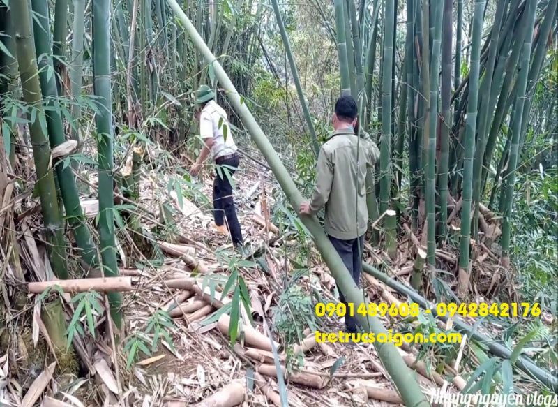 Cây tre gai: Đặc điểm và ứng dụng của tre gai vào đời sống
